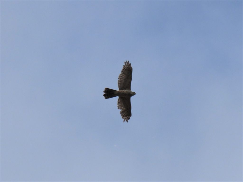 Quale accipiter?  Accipiter gentilis (Astore), giovane